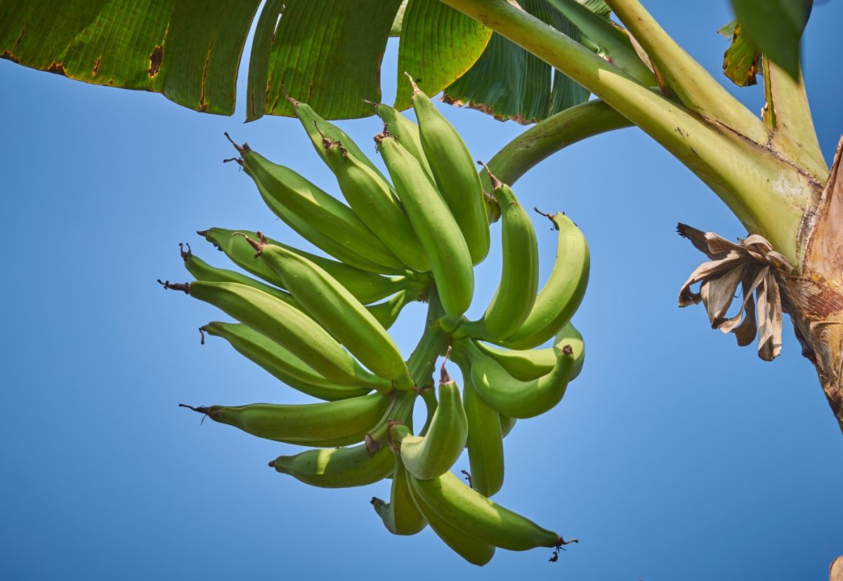 Plátano macho. ¿De dónde es? Beneficios y recetas