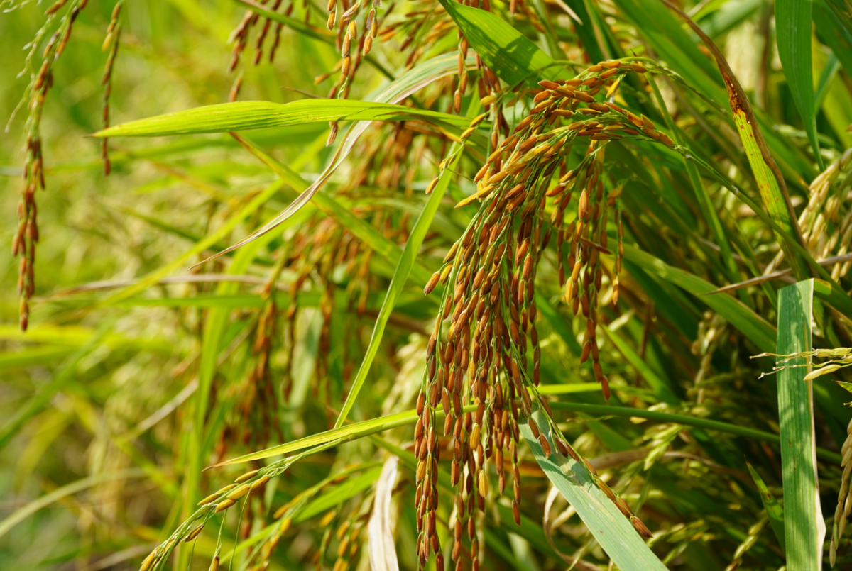 Arroz glutinoso. ¿Qué es y cómo se hace?
