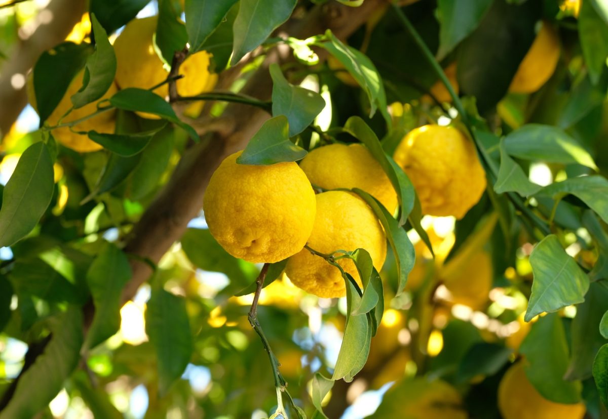 Yuzu. ¿Qué es? Historia y recetas