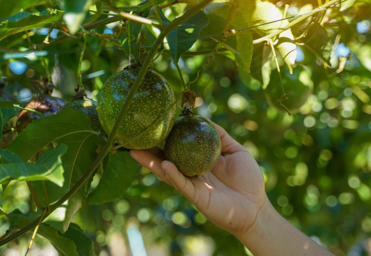 Maracuyá o fruta de la pasión. ¿Son lo mismo? Origen y beneficios