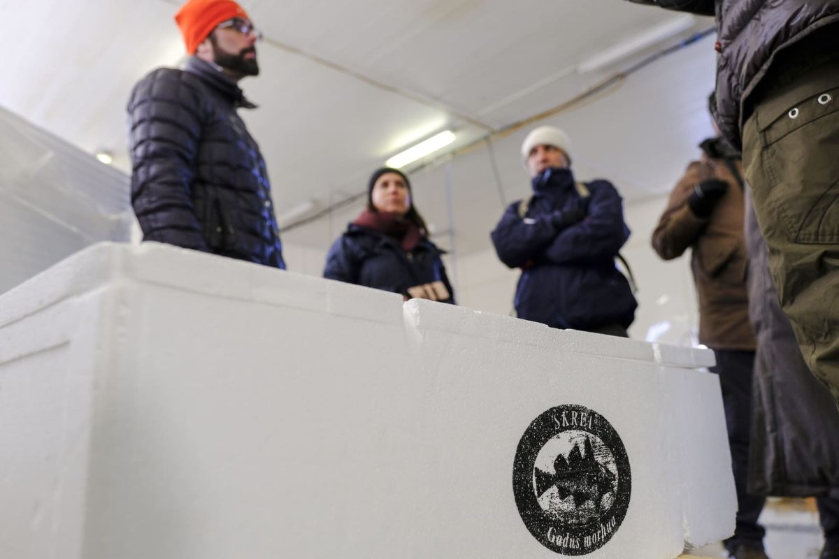 skrei islas lofoten paso 10
