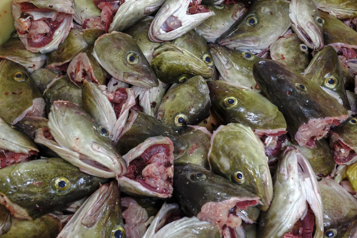 skrei islas lofoten paso 11