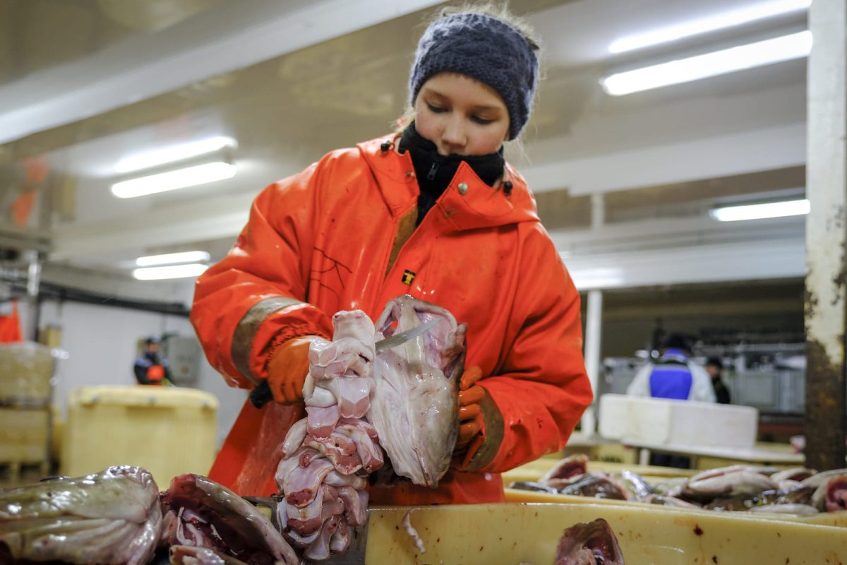 skrei islas lofoten paso 12