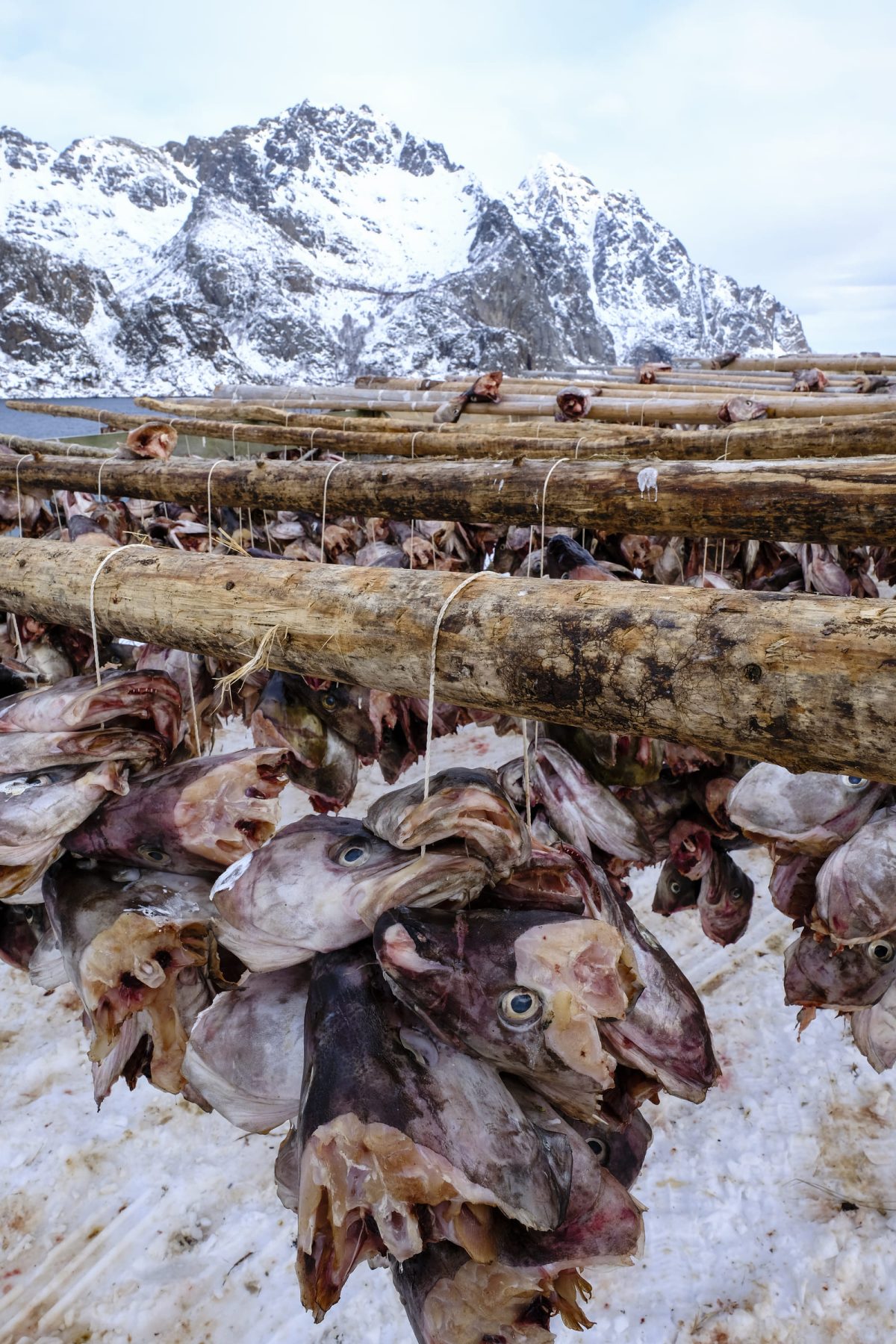 skrei islas lofoten paso 19