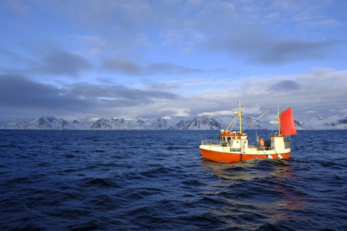 skrei islas lofoten paso 3