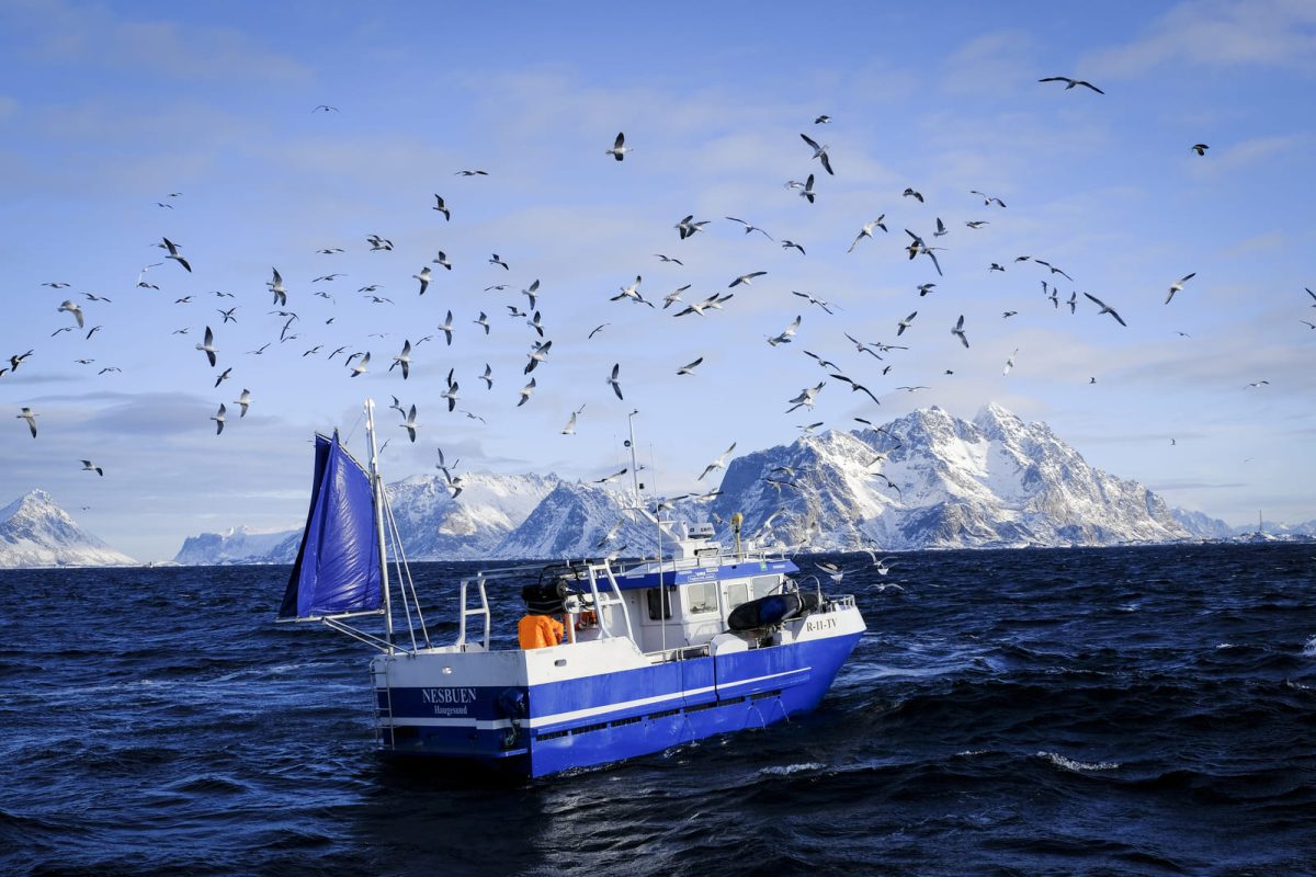 skrei islas lofoten paso 5