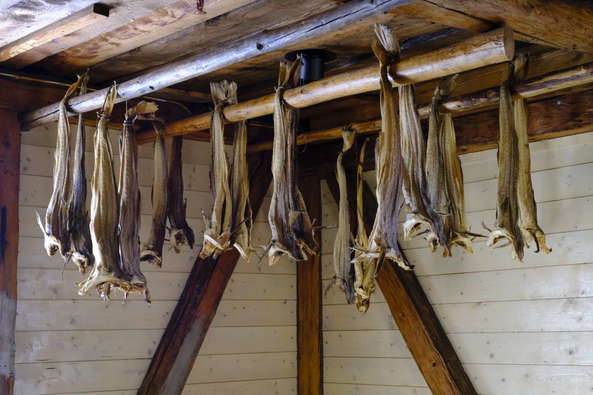 skrei islas lofoten paso 6