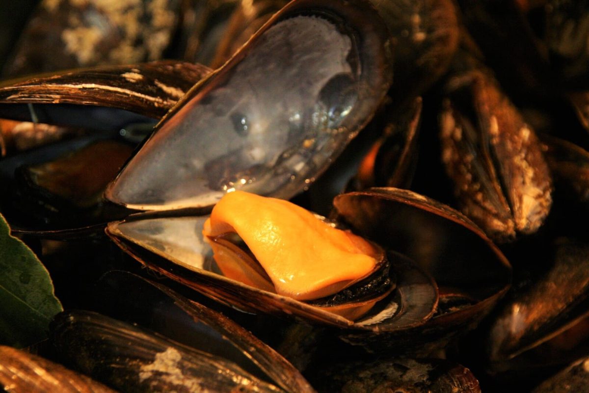 mejillones horno paso 3