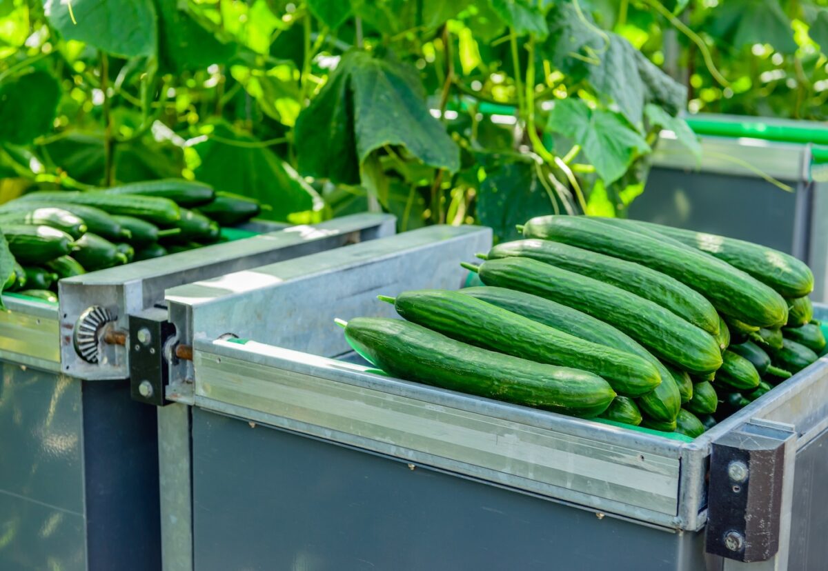 El pepino. ¿Qué es? Propiedades y recetas