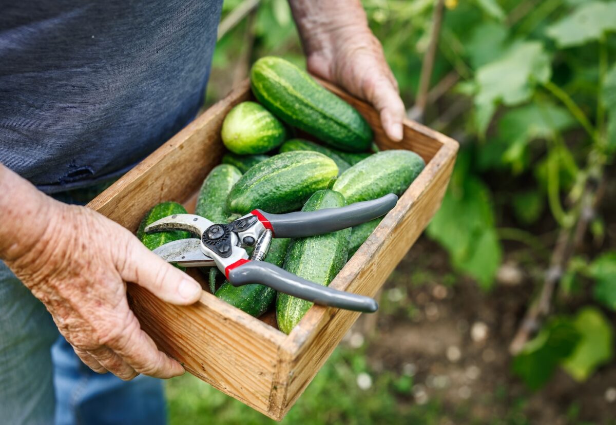 El pepino. ¿Qué es? Propiedades y recetas