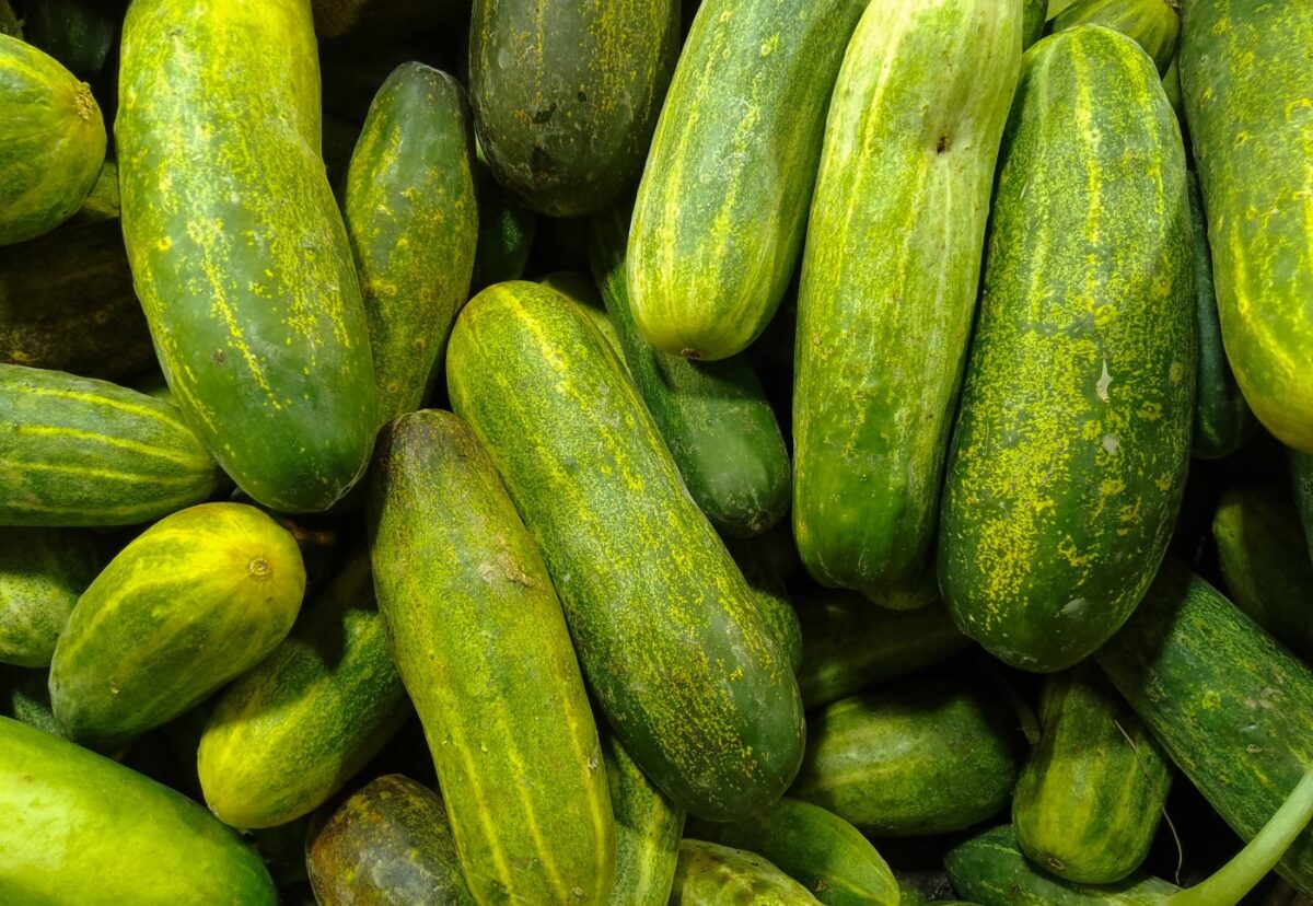 El pepino. ¿Qué es? Propiedades y recetas