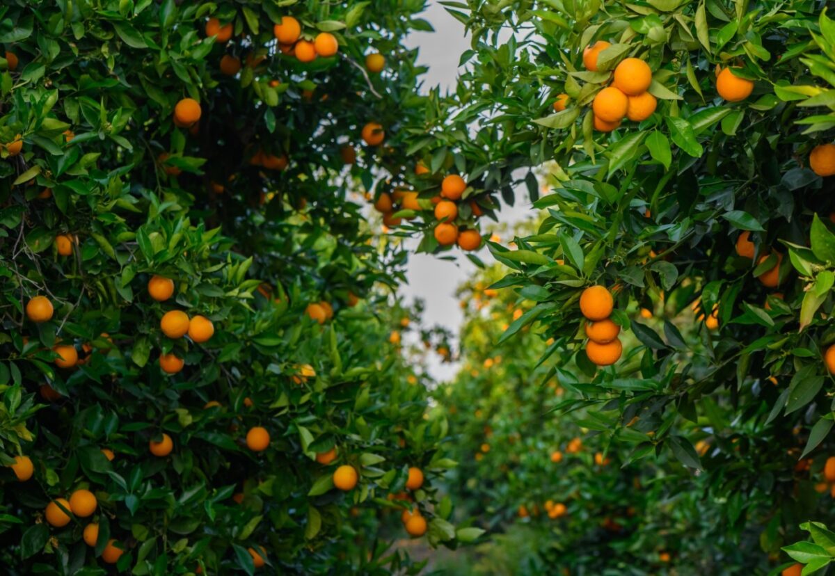 Diferencia entre la naranja, la mandarina y las clementinas