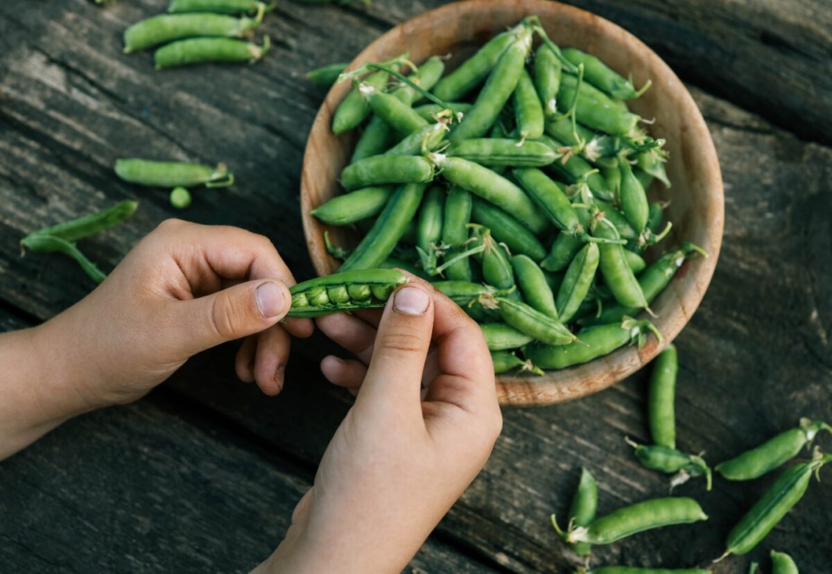 Guisantes. Propiedades, beneficios, valor nutricional y usos en la cocina