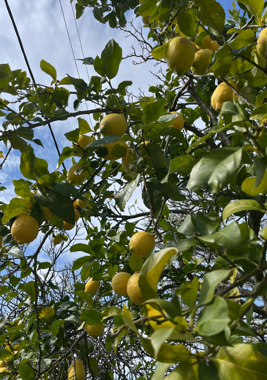 Hojas de limón o follas de limoneiro. Postre de carnaval