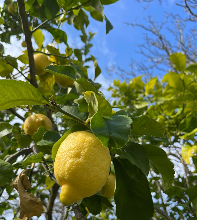 Hojas de limón o follas de limoneiro. Postre de carnaval