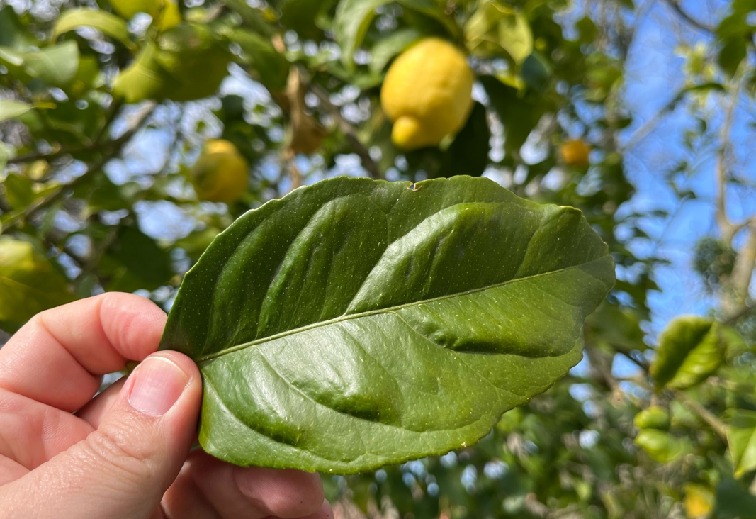 Hojas de limón o follas de limoneiro. Postre de carnaval