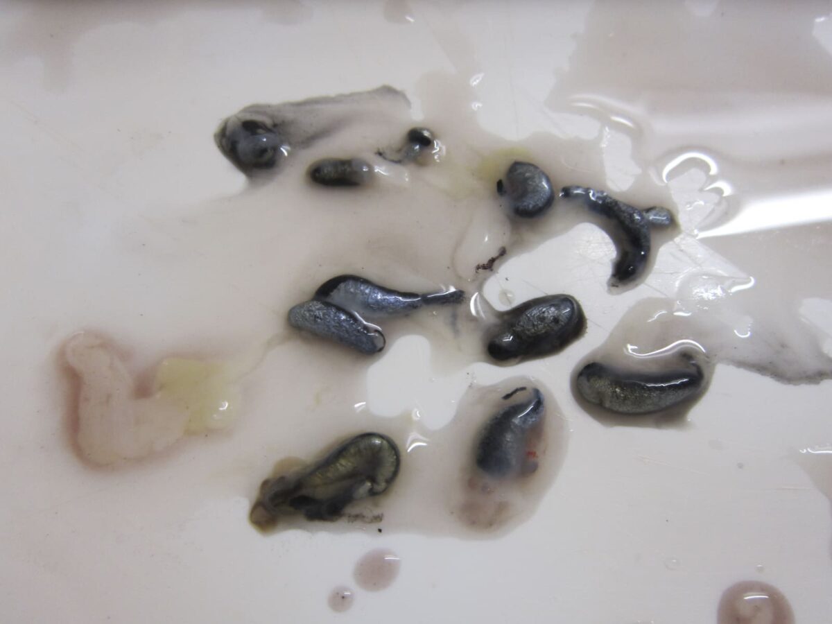 chipirones en su tinta paso 5