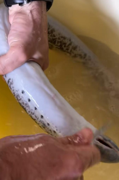 Lamprea a la bordalesa. Receta francesa con aires gallegos