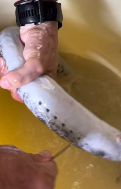 Lamprea a la bordalesa. Receta francesa con aires gallegos