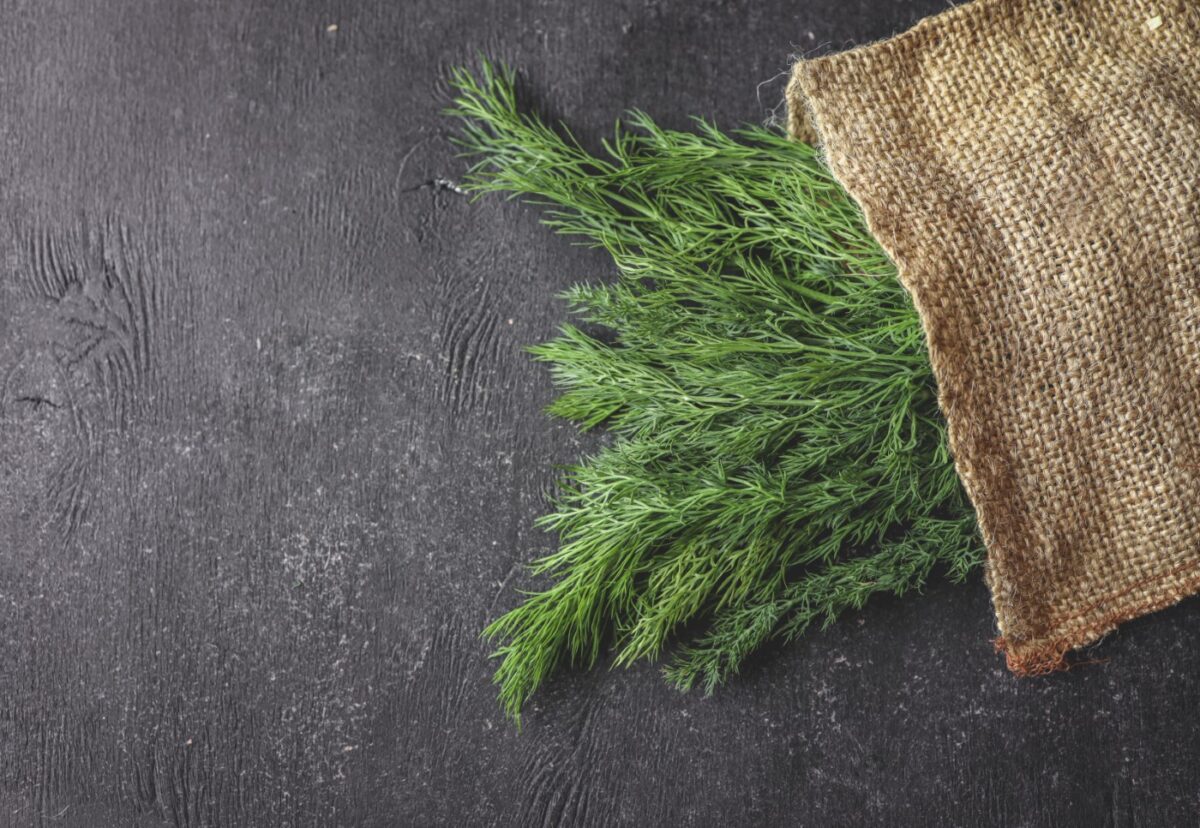 Eneldo. ¿Qué es? Propiedades y usos en la cocina