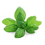 Ingredientes: Albahaca