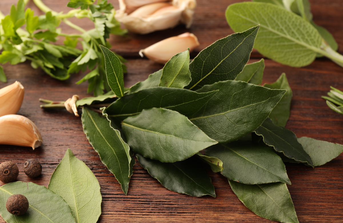 Laurel. Qué es y usos en la cocina