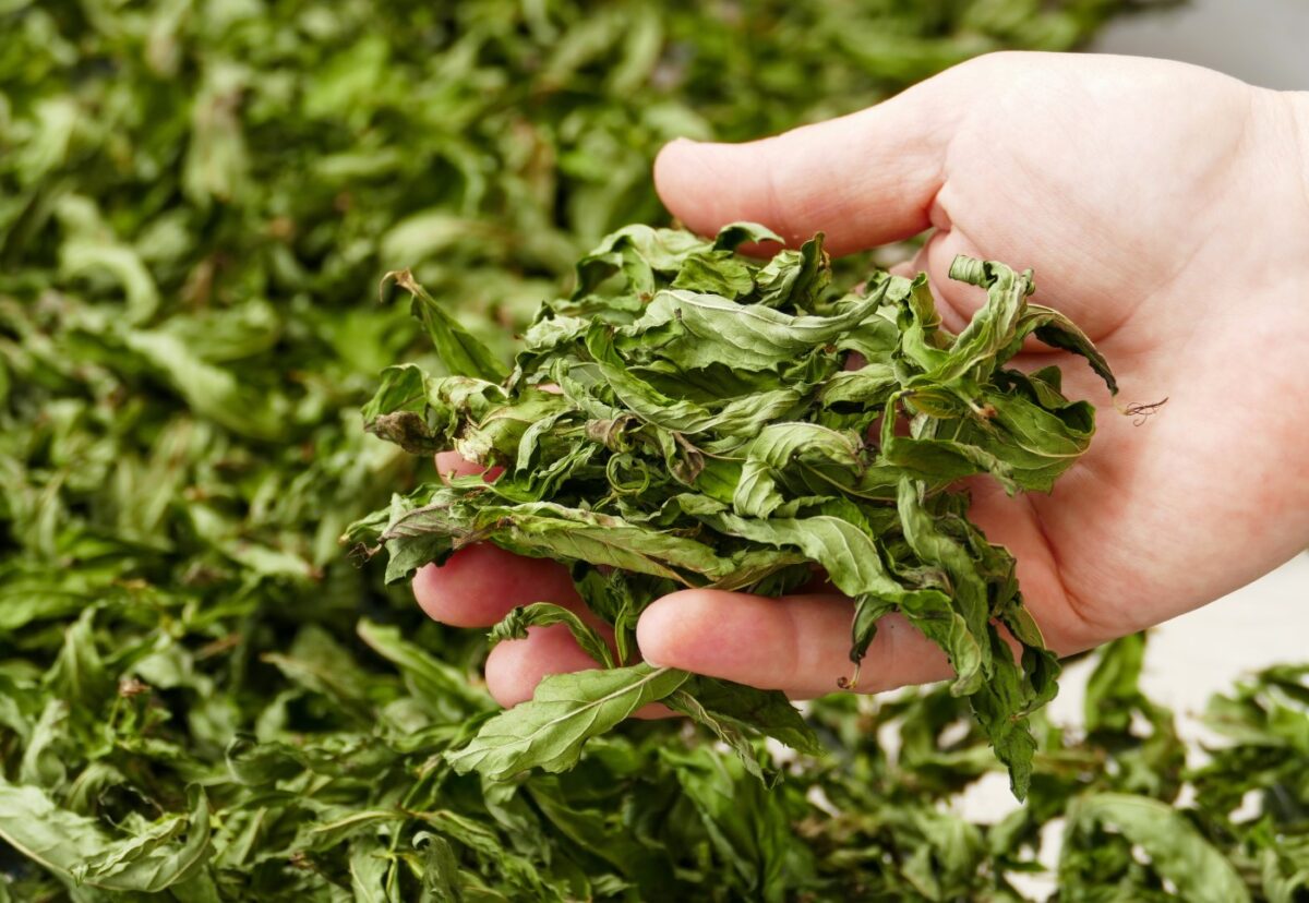 Menta. Beneficios, propiedades, tipos y cómo tomarla