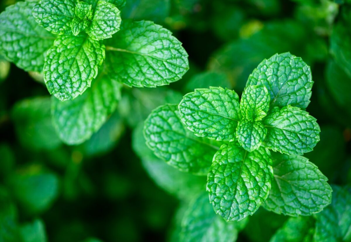 Menta. Beneficios, propiedades, tipos y cómo tomarla