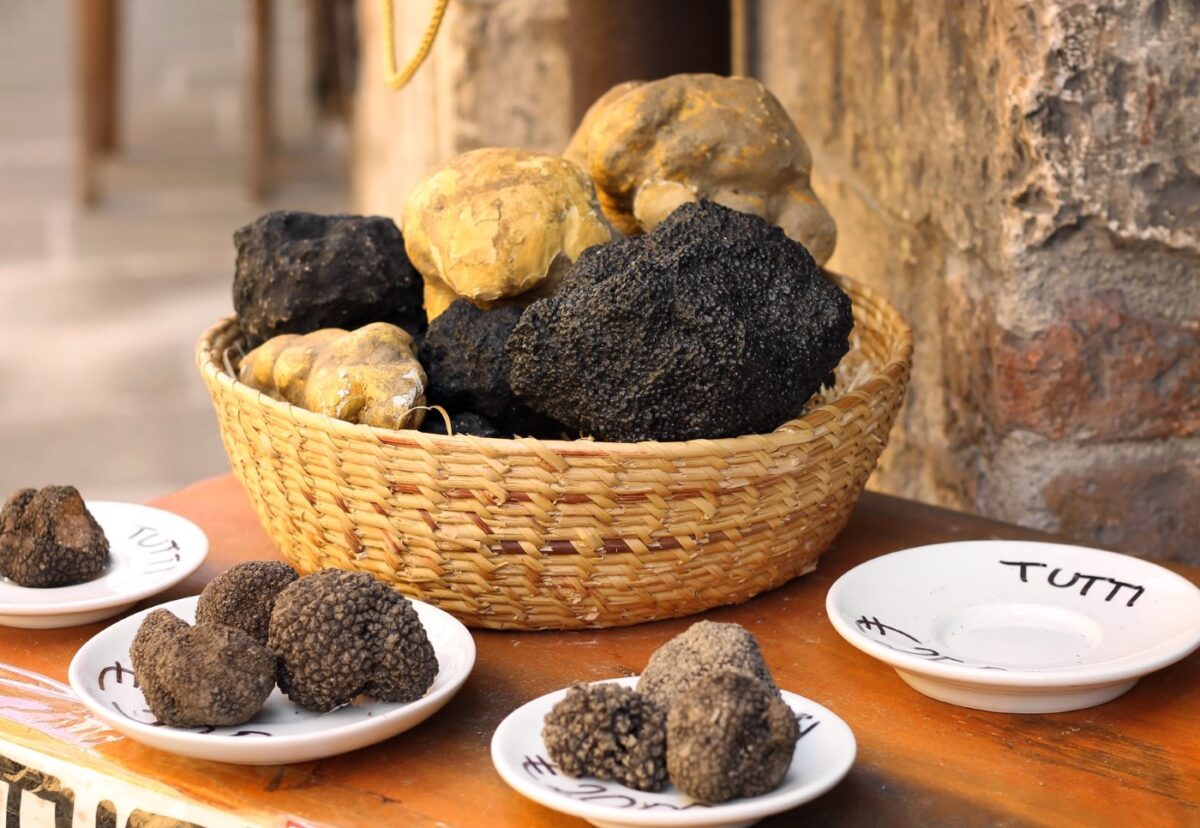 Trufa ¿Qué es? Historia, tipos y usos culinarios