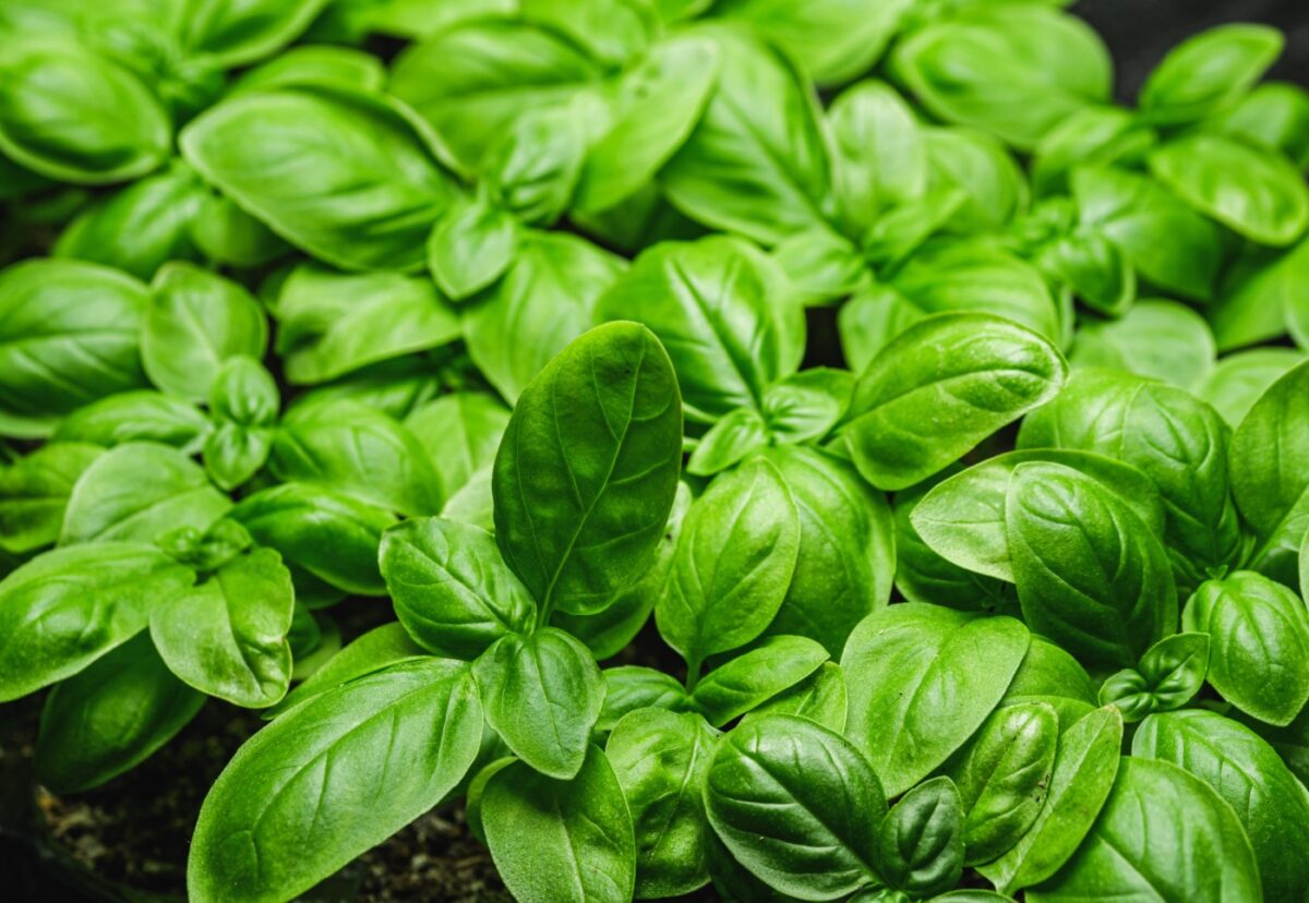 Albahaca. ¿Qué es? ¿Para qué sirve? Propiedades y beneficios