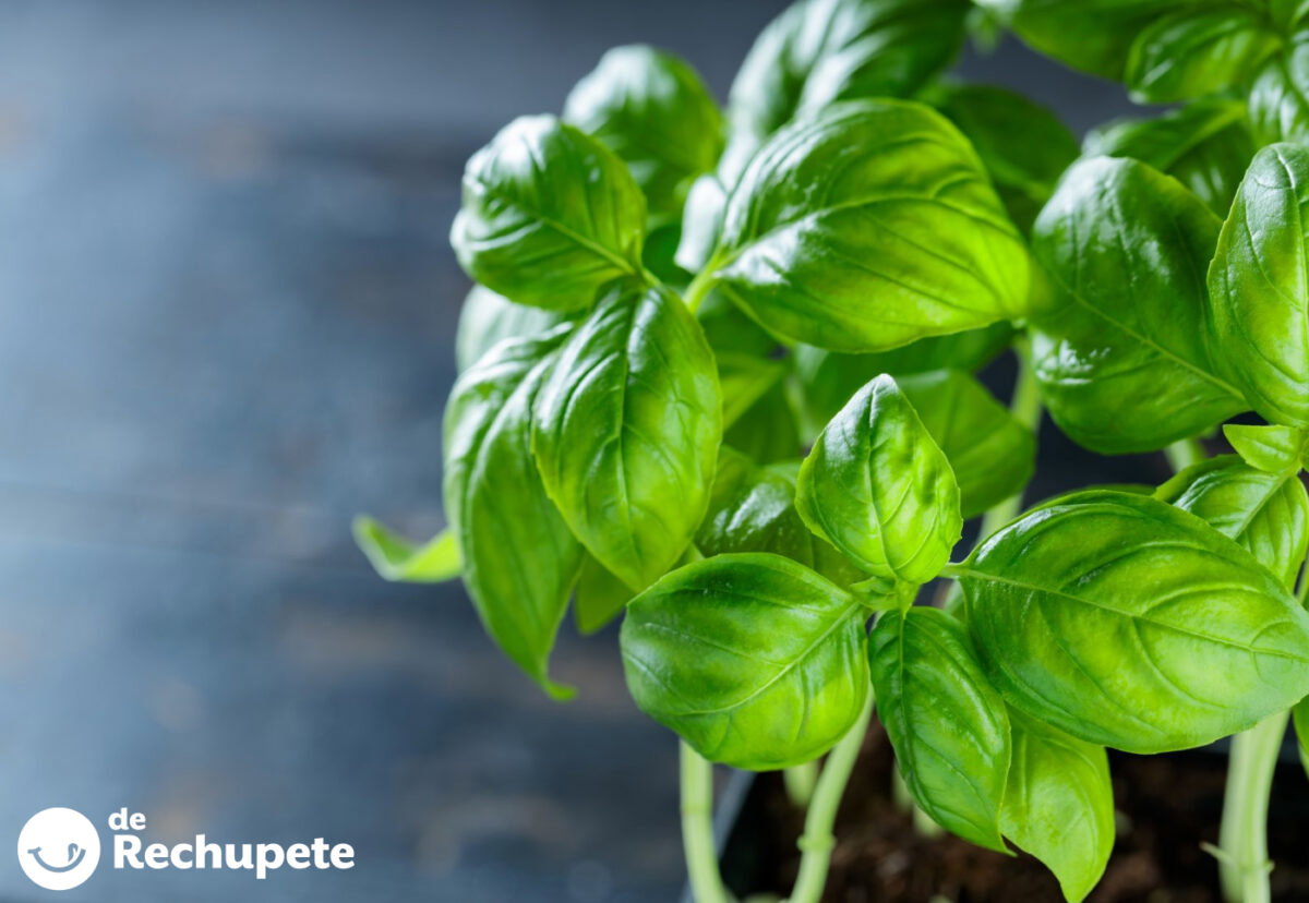 Albahaca. ¿Qué es? ¿Para qué sirve? Propiedades y beneficios