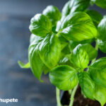 Albahaca. ¿Qué es? ¿Para qué sirve? Propiedades y beneficios