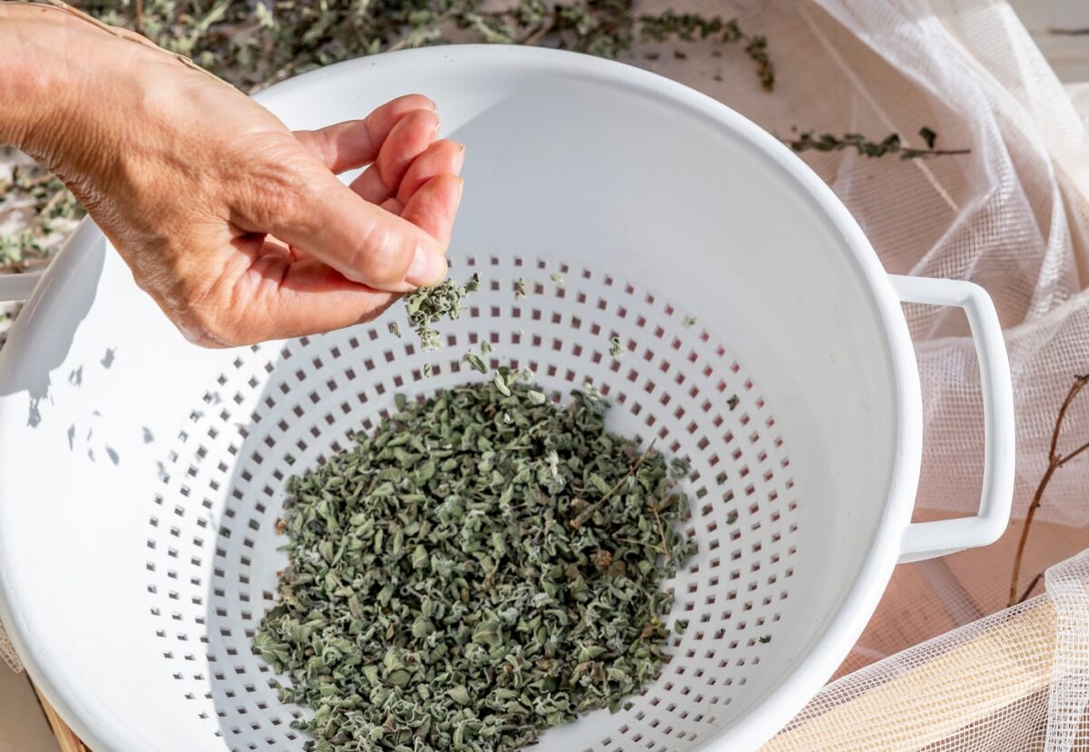 Orégano. ¿Qué es? Propiedades, beneficios y recetas