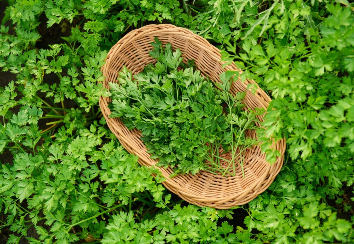 Perejil. ¿Qué es? Propiedades, beneficios y usos en la cocina