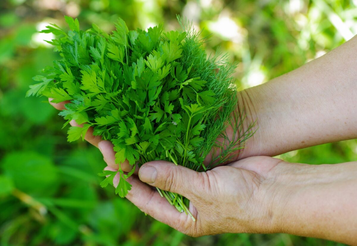 Perejil. ¿Qué es? Propiedades, beneficios y usos en la cocina