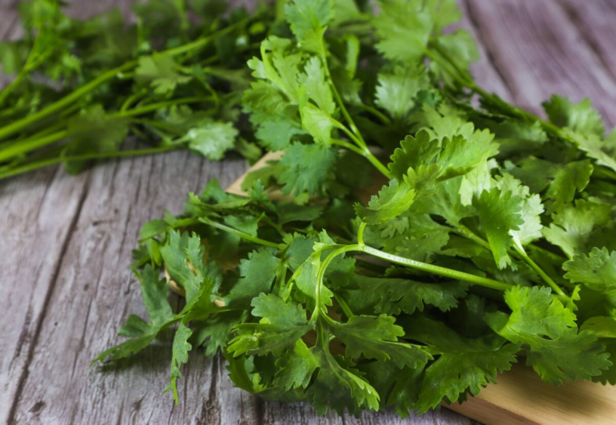 El cilantro. ¿Qué es? Beneficios, propiedades y usos en la cocina