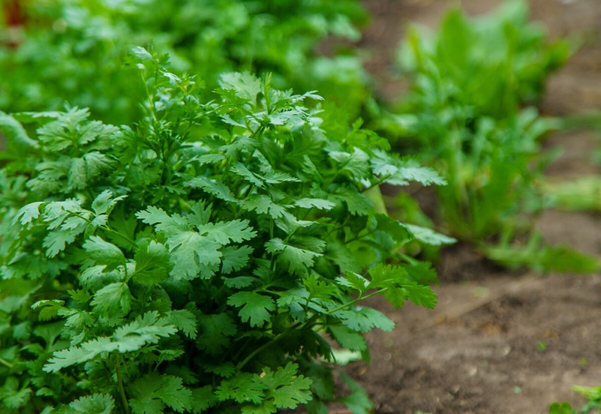 El cilantro. ¿Qué es? Beneficios, propiedades y usos en la cocina