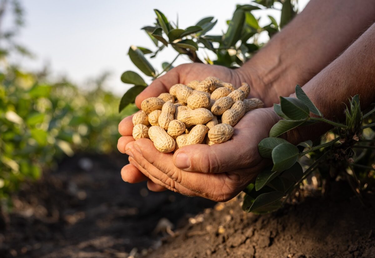 Cacahuete. ¿Qué es? Origen, propiedades y recetas