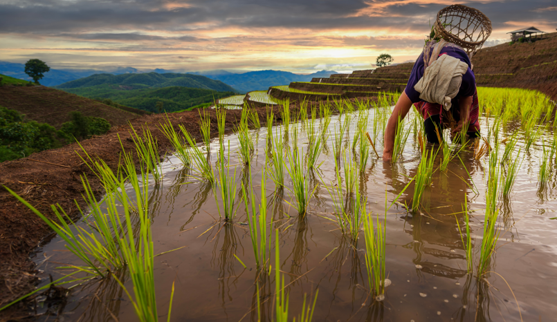 Diferencias entre el arroz blanco largo, el arroz vaporizado y el arroz basmati