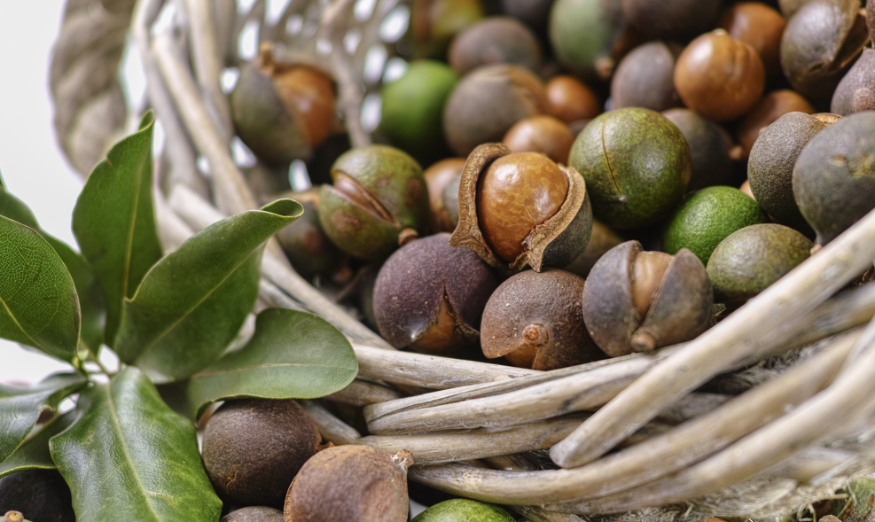 Nueces de macadamia: ¿Qué son? Tipos, beneficios y consejos para aprovecharlas al máximo