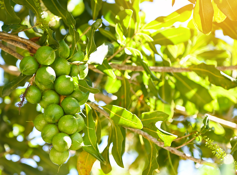 Nueces de macadamia: ¿Qué son? Tipos, beneficios y consejos para aprovecharlas al máximo