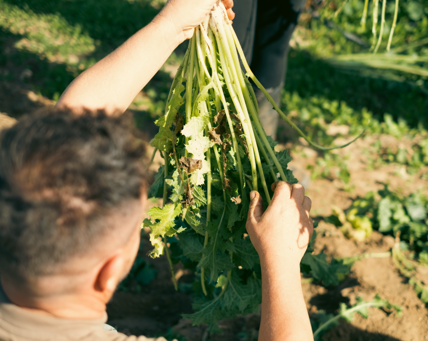 Tagarninas: Qué son, beneficios y usos en la cocina de esta planta