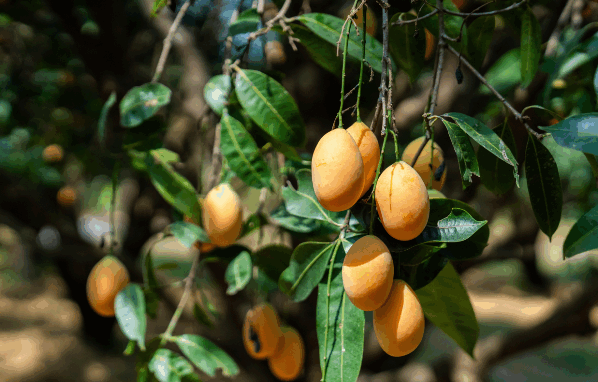 Mango: qué es, beneficios y usos en la cocina (y qué recetas podemos hacer con él)