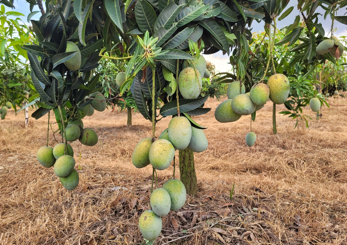 Mango: qué es, beneficios y usos en la cocina (y qué recetas podemos hacer con él)