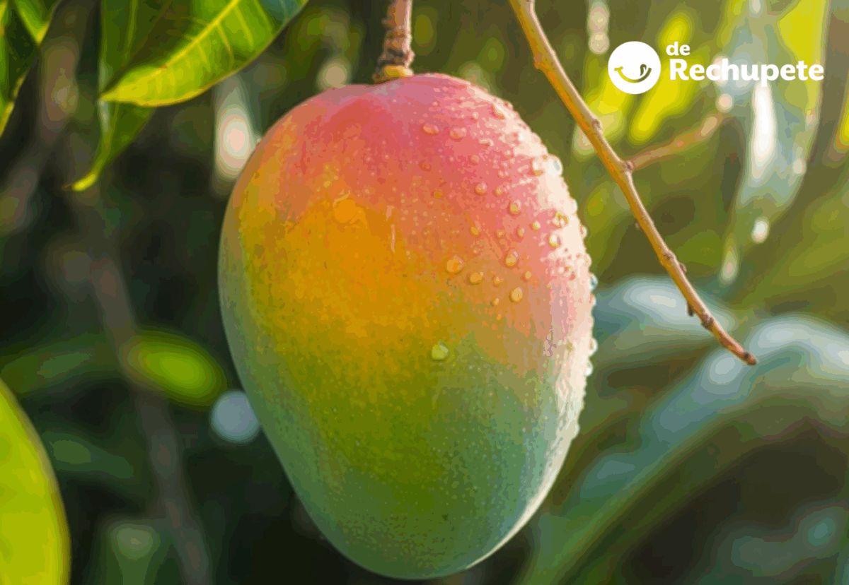 Mango: qué es, beneficios y usos en la cocina (y qué recetas podemos hacer con él)