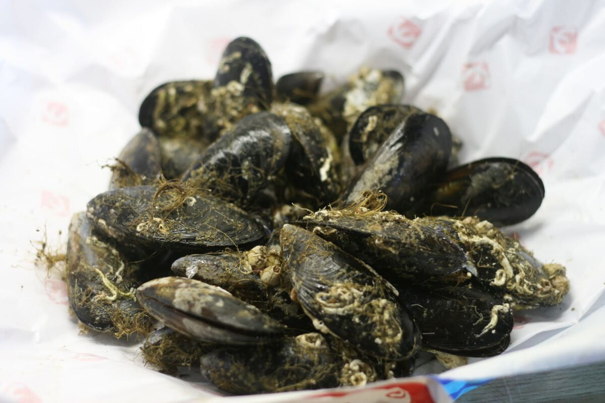 mejillones en salsa picante paso 1
