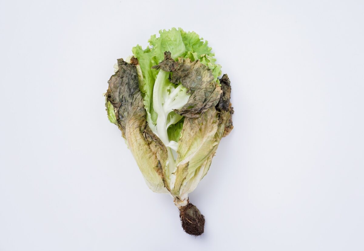 Cómo saber si un alimento está en mal estado 
