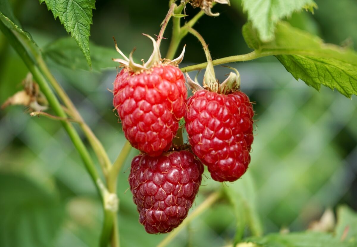 Frutas de verano. Tipos y clases