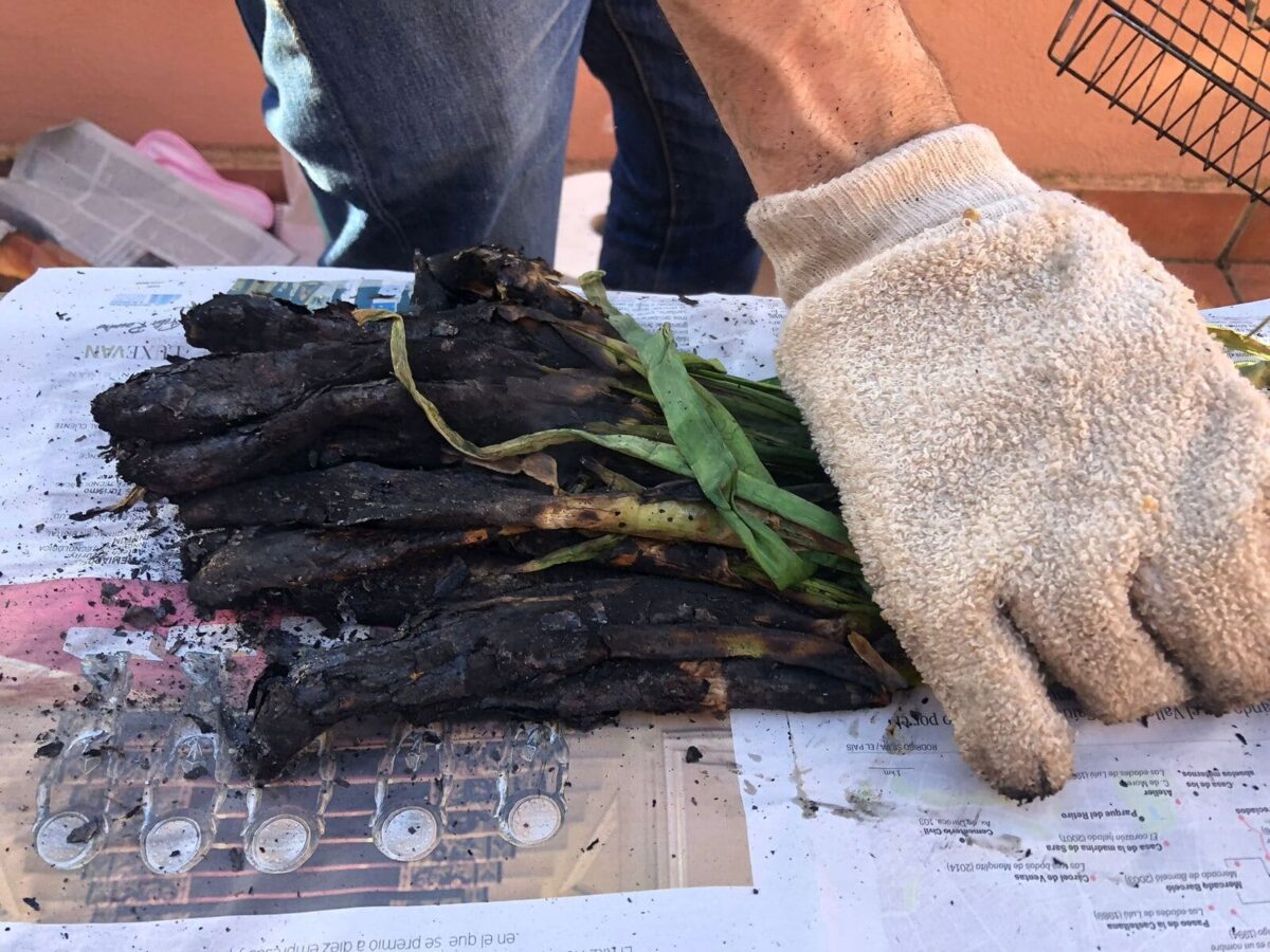 calçots a la brasa paso 14