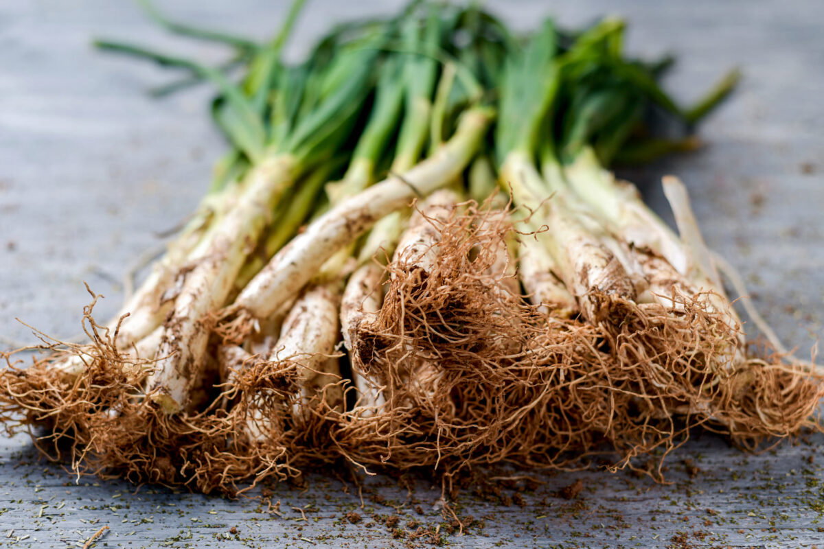 calçots al horno paso 1